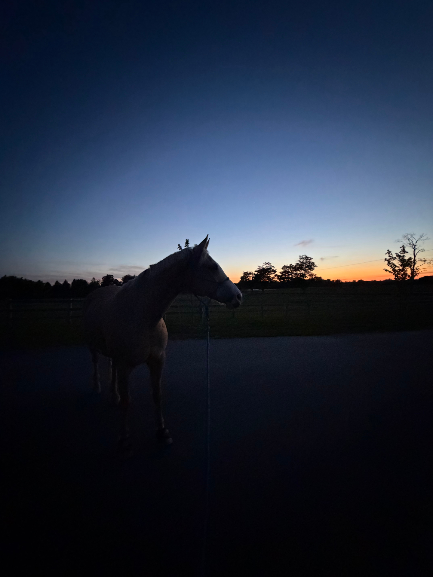 Gut, calm, and the connection between them — Groundwork Equine