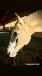 Feeding through the shoulder seasons — Groundwork Equine