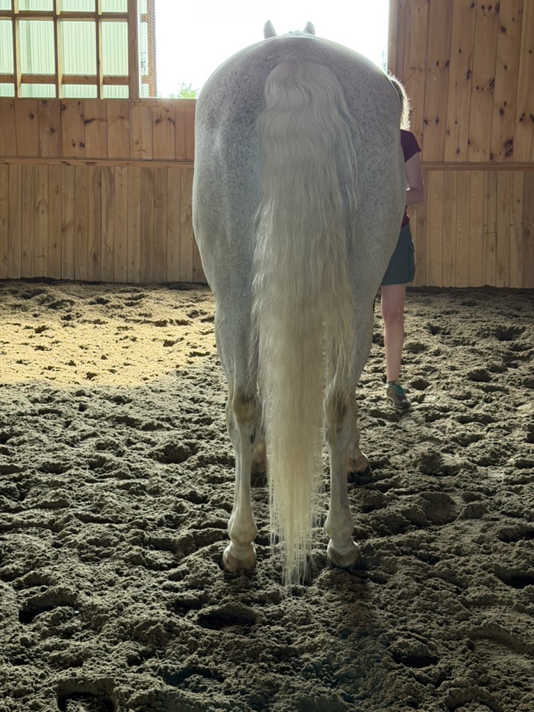 Percy — Rear, tail down