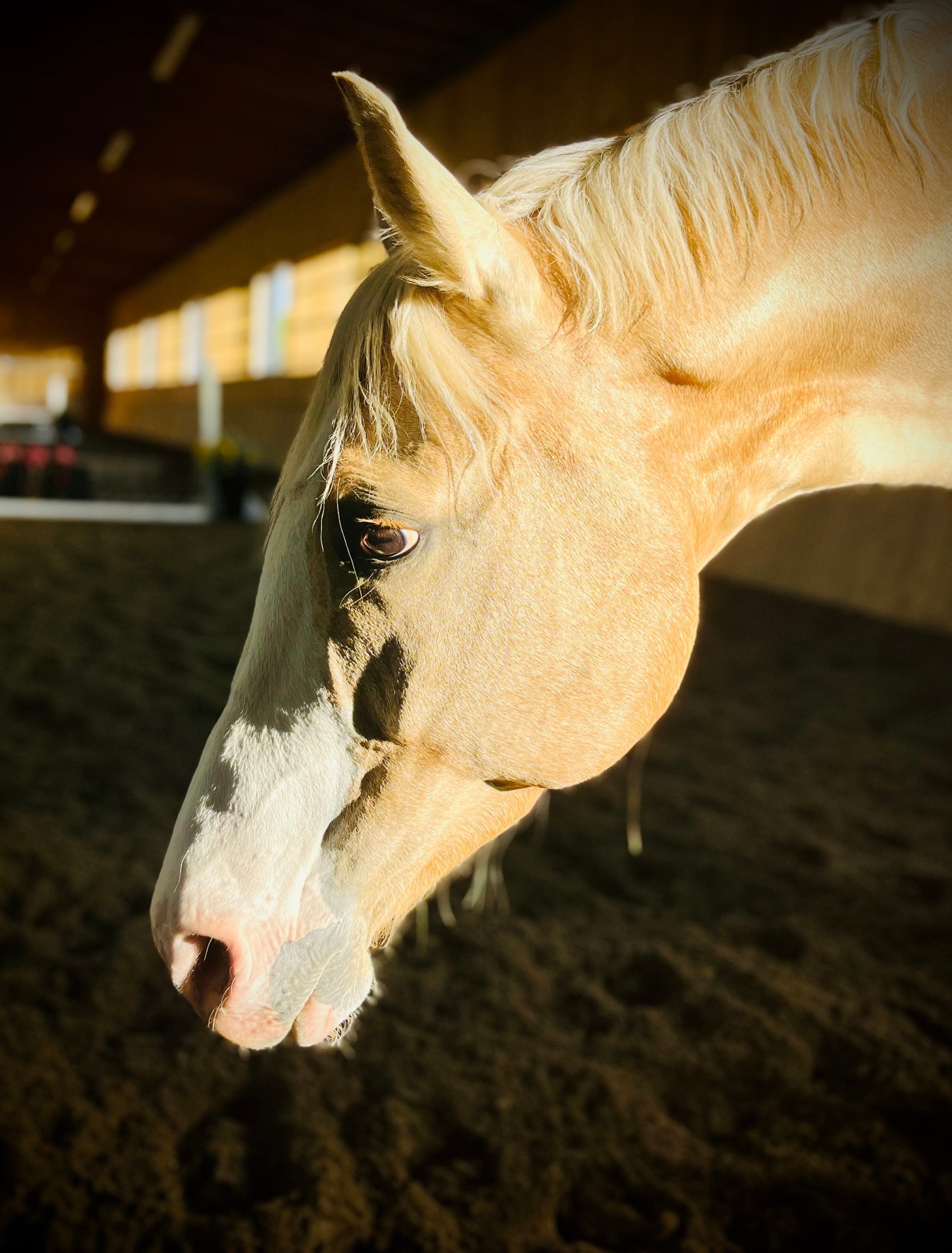 Rope halter resting on weathered wood