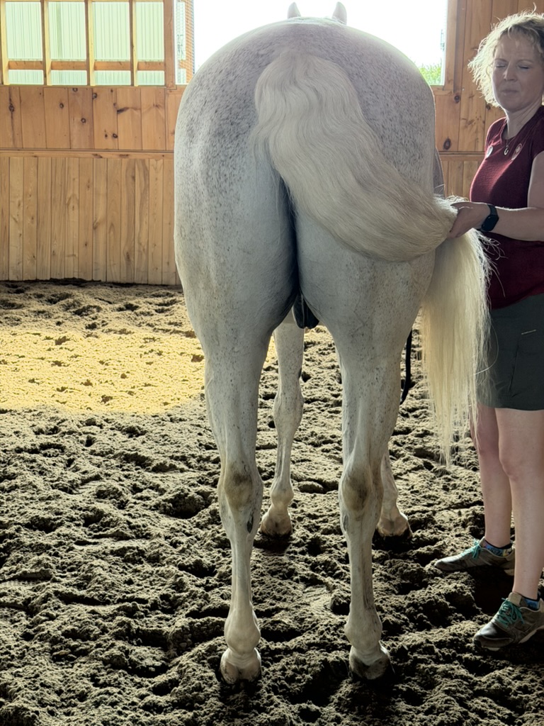 Percy — Rear, tail lifted