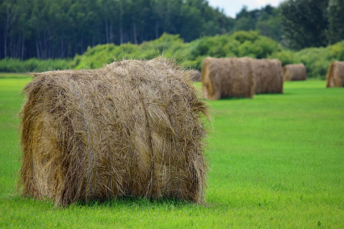 Round hay bales spread across a green pasture